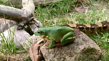 Küss mich, Frosch (2000) stream deutsch anschauen