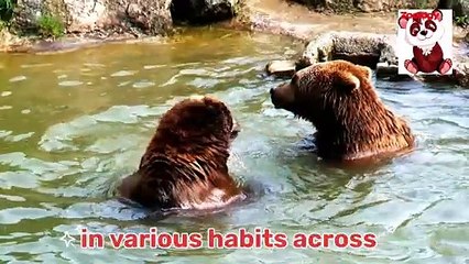 Unveiling the Mystery: What You Need to Know About Bears