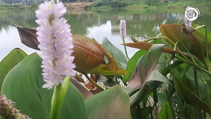 Conoce el tenebroso misterio de la Laguna del Naranjal en Agua Dulce, un enigma para los expertos