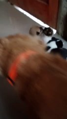 My Cuddling Furr Babies!