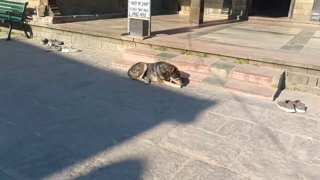 A stray dog with a bone stuck in its mouth is saved by rescuers