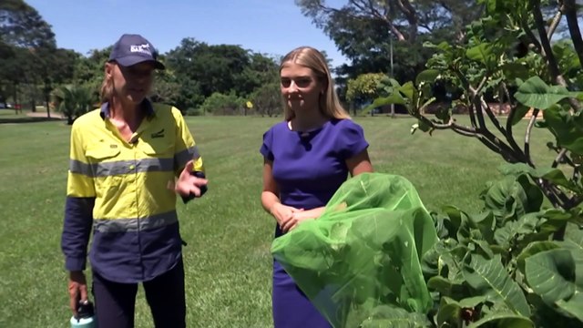 Ladybirds used in Darwin to tackle Mealybug infestation