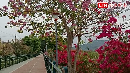 台中大里草湖溪自行車道九重葛盛開，美景令人陶醉🚴‍♀️