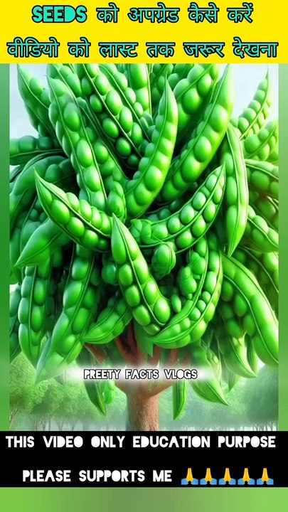 How to grow plant stink bean fruit trees from seeds. बीज से बीन फलों के पेड़ कैसे उगाएं और लगाएं।