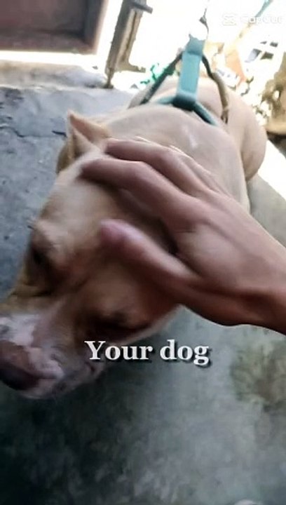 Love Your Dog