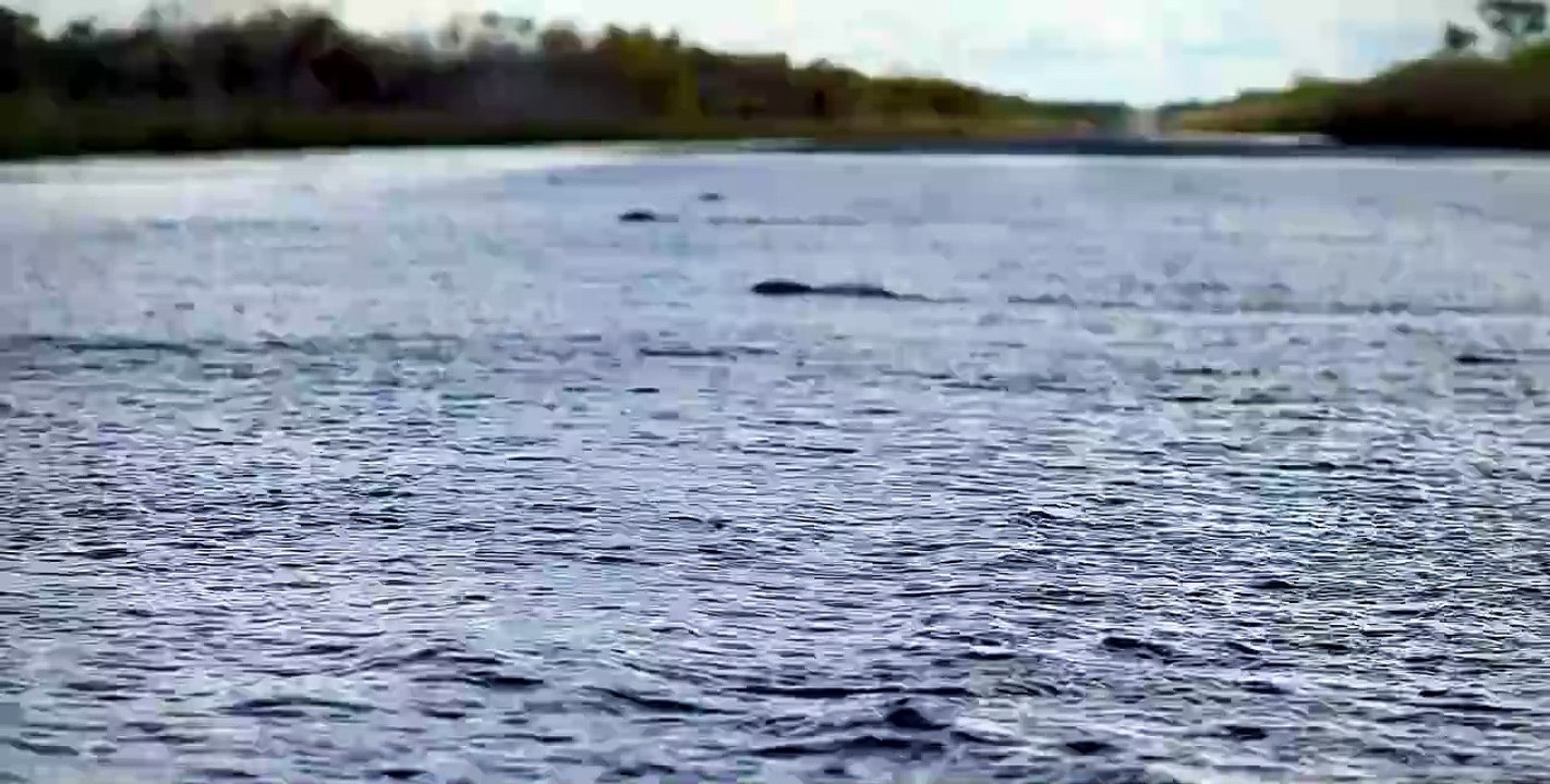 Fish swimming across highway | Katherine Times | April 7, 2024
