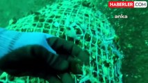 Karaköy İskelesi Yakınlarında Yasak Yerde Midye Avcılığı Yapanlara Cezai İşlem Uygulandı
