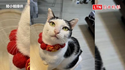 花蓮強震》救愛貓差50步大樓倒了！住戶盼奇蹟：「歐膩」昨4歲生日(陸小姐提供)