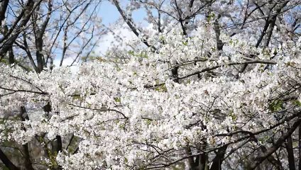 さくら ズームイン／アウト Panasonic GH4