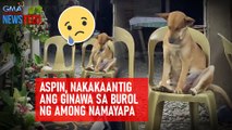 Aspin, nakakaantig ang ginawa sa burol ng among namayapa | GMA Integrated Newsfeed
