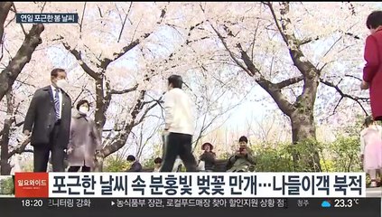 벚꽃 절정…당분간 맑고 한낮 20도 포근