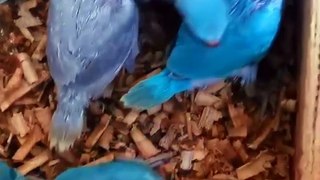 Beautiful Baby Baby blue ringneck parrot