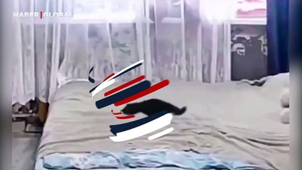 Düzen takıntısı olan kedi sosyal medyada viral oldu