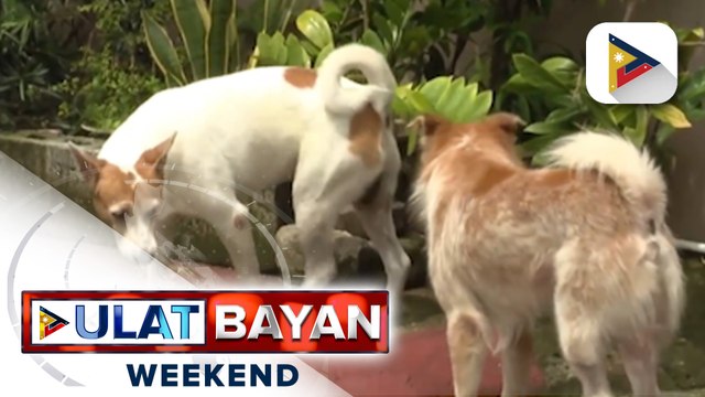 Dalawang bayan sa Marinduque, isinailalim sa state of calamity dahil sa mataas na kaso ng rabies