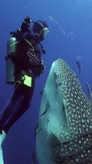 CLOSE ENCOUNTER WITH A WHALE SHARK