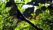 Natural World Saison 1 - Wild goshawks - Natural World: Preview - BBC Two (EN)