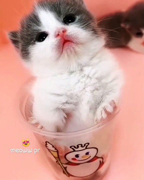 Meow looking to me