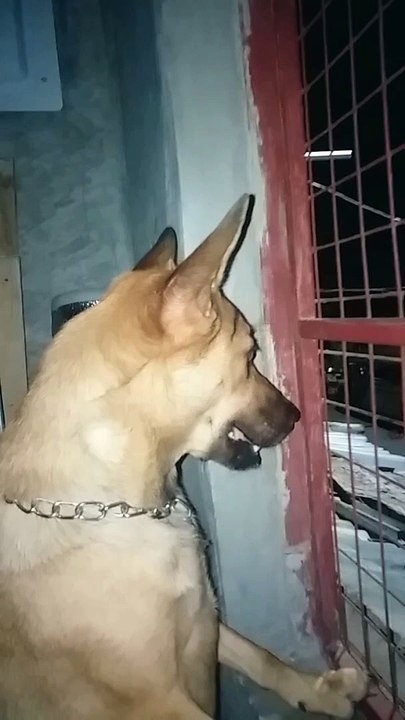 watch dog