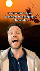 Découvrez des Animaux Incroyables et Fascinants 🐾