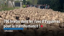 700 brebis dans les rues d’Eyguières pour la transhumance !
