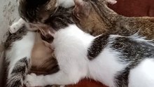 Cat Feeding
