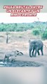 La brutal pelea entre un elefante y un rinoceronte que defendía a su cría