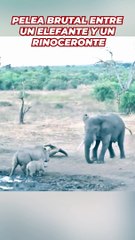 La brutal pelea entre un elefante y un rinoceronte que defendía a su cría