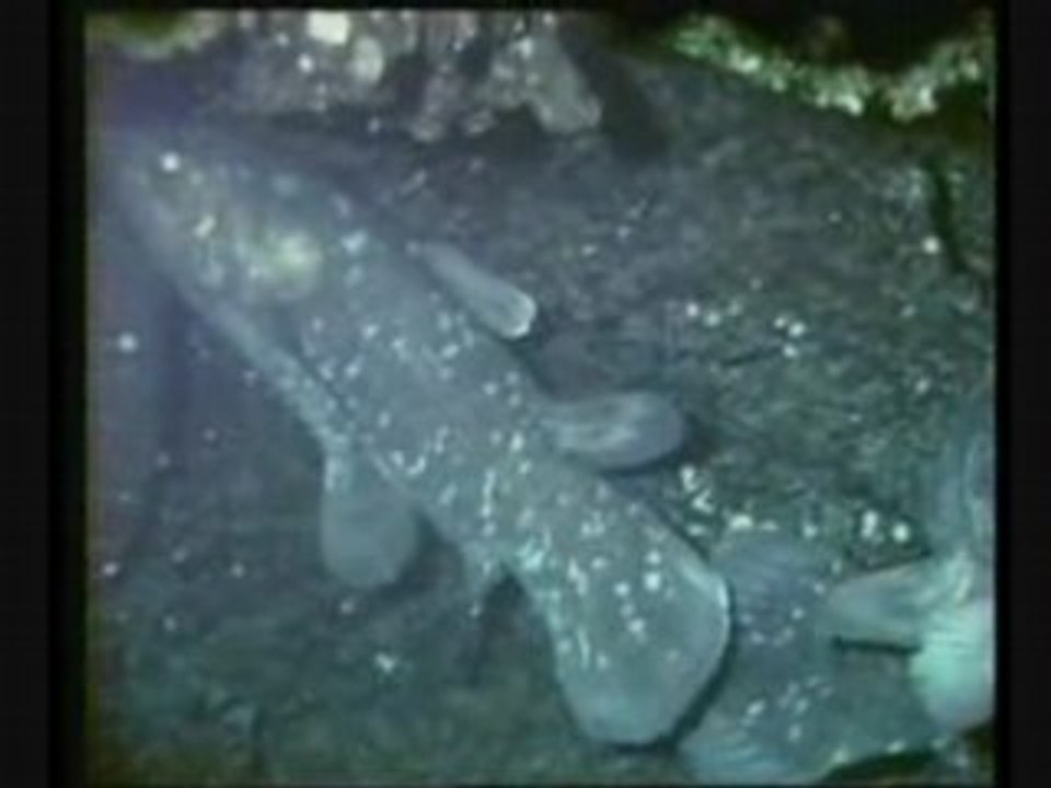 Gombéssa  Caelacante