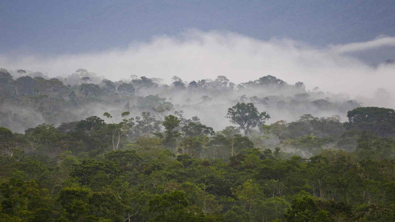 'Amazonía Emprende', la iniciativa que busca la conservación del medio ambiente en Caquetá, Colombia