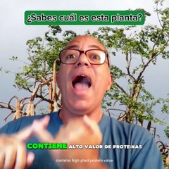 ¿Sabes cuál es el nombre de esta planta?