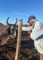 Abuelito decide proteger a sus vacas embarazadas del eclipse poniéndoles un listón rojo
