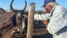 Abuelito decide proteger a sus vacas embarazadas del eclipse poniéndoles un listón rojo
