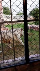 beautiful white tiger MAMA #viral #trending #foryou #reels #beautiful #love #funny #delicious #fun #love #yummy