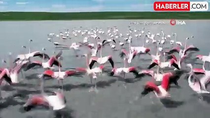 Ankara'nın renkli misafirleri: Flamingolar