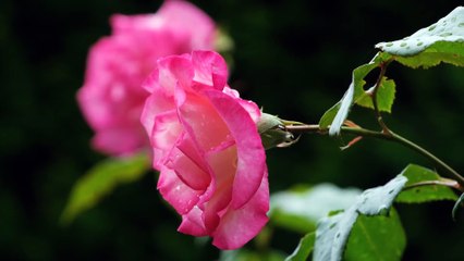 22.Orucun Kazandırdıkları 1-Gufranla Tüllenen İbadet Oruç M.Fethullah Gülen Sesli Kitap