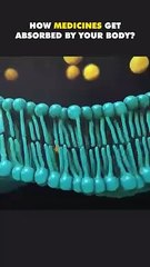 How Medicines Get Absorbed By Your Body?