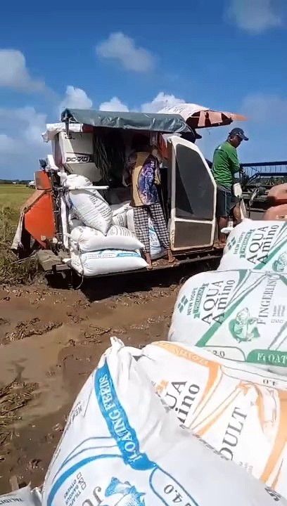 Harvesting Rice