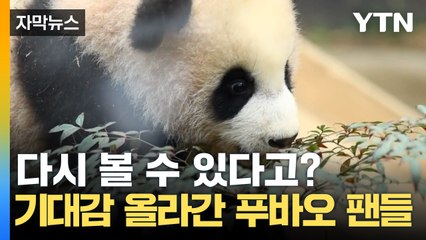 [자막뉴스] 이렇게 이별할 순 없어!...에버랜드, 중국과 추진 중인  / YTN
