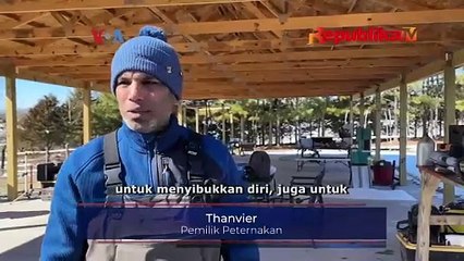 Intip Peternakan Halal di Maryland, Amerika Serikat