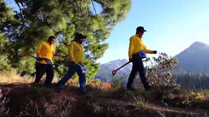 Temporada de incendios forestales en México | Conexión Milenio