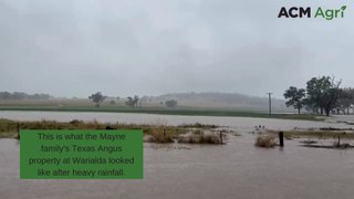 Texas Angus cops a drenching
