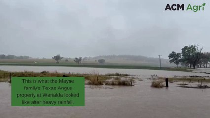 Texas Angus cops a drenching