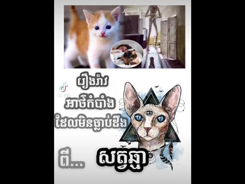 រឿងរ៉ាវ​ឆ្មា​ #Knongsrok #knowledge