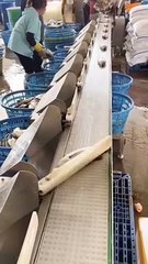 Fish parser machine   ⚙️ Engineering