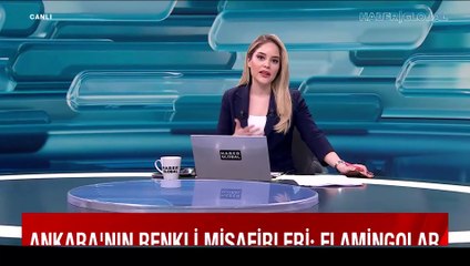 Ankara'nın renkli misafirleri: Flamingolar yerlerini aldı