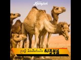 ដើមកំណើតសត្វអូដ្ឋ ដែលគ្រប់គ្នា តែងយល់ច្រឡំ !#Knongsrok #KnongsrokTV #knongsrokkomsan