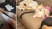 Çin Aslanı cins köpeği, evdeki diğer köpekten sahibini kıskanarak bacağını parçaladı