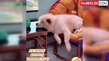 Çin Aslanı evdeki diğer köpekten sahibini kıskanarak bacağını parçaladı