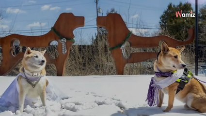 Ils décident de marier leurs deux chiens de race Shiba Inu : derrière la cérémonie, il y a une raison spéciale