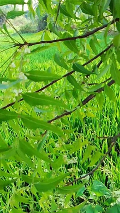 Neem Flower